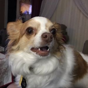 Meet your Posher, Janice